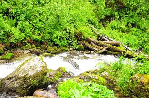 A stormy stream flows down from the mountains through the morning summer fo.. Stock Photos