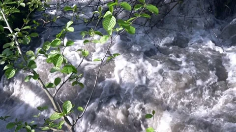 Stormy stream of foaming water of mountain river and branches of plants rapids Stock Footage 196984174