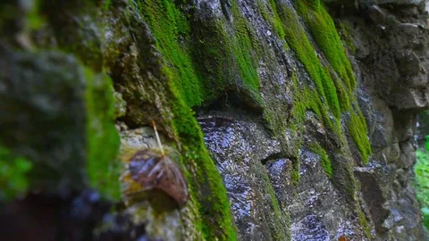 Stormy stream of the mountain river Stock Footage 80091820