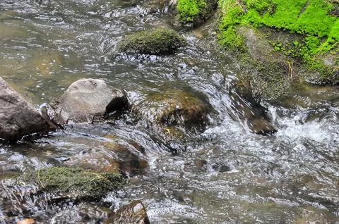 A stormy stream of a small mountain stream covering stones flows down throu.. Stock Photos