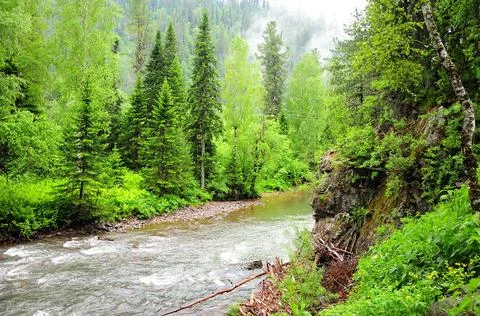 A stormy stream of a swift mountain river flowing through a dense forest afte Stock Photos