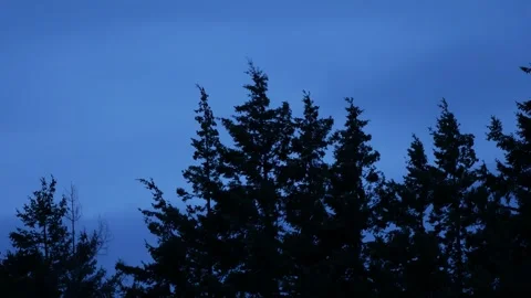 Stormy Trees 01 Stock Footage 249777441