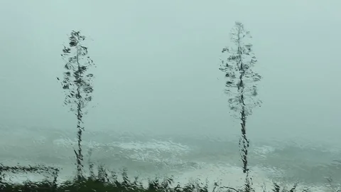 Stormy trees Stock Footage 124401599