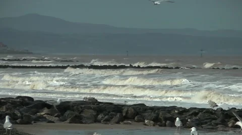 Stormy waves breaking on beach seagulls in foreground Stock Footage 47096622
