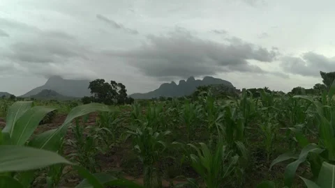 Stormy weather approaches maize fields, with dark clouds over maize fields, and Stock Footage 343907521