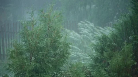 Stormy Wind and Rain with Pine tree 4K Stock Footage 90784311