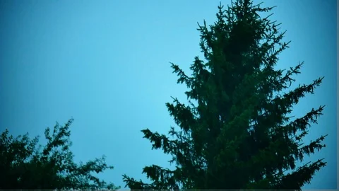 Stormy Wind and Rain with Pine tree - Slow Motion Stock Footage 90796510