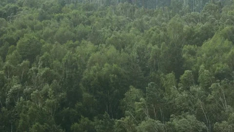 Stormy wind in birch forest Stock Footage 167328829