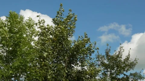 Stormy wind blowing through trees Vídeo Stock 52719078