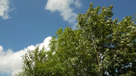 Stormy wind blowing through treetops Stock Footage 52717007
