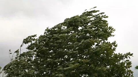 Stormy wind Video stock 7748184