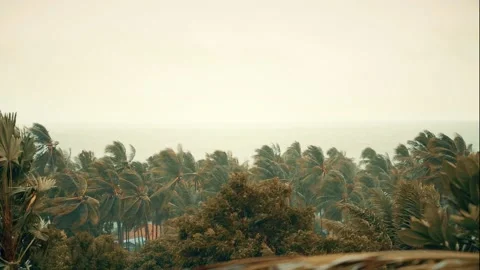 Stormy wind over palm trees at rain on a autumn morning.  Stock Footage 136486182