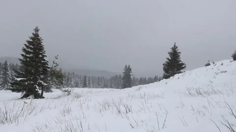 A stormy winter landscape with pine trees and dense snow Stock Footage 306292174