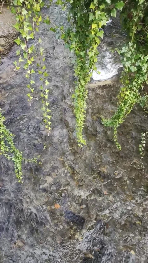 Story about green tree branches over a stream of a mountain stream Stock Footage 236644527