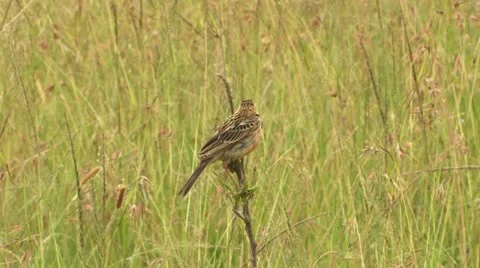 Stout Cisticola Stock Footage 22322017