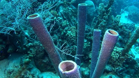 Stove-Pipe Sponge-Aplysina archeri (105) Stock Footage 93438341