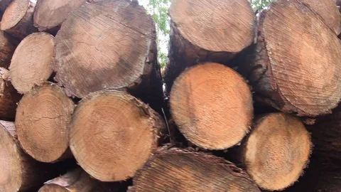 Stove woods in wood stack closeup, forest clearance, summer Stock Footage 114909419