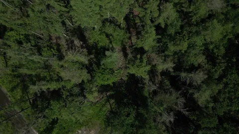 Stover Country Park, S. Devon, England: DRONE VIEW: Rhododendrons, Conifer trees Stock Footage 242078282