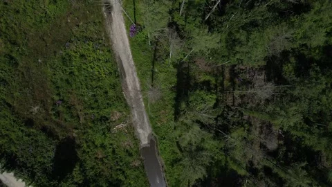 Stover Country Park, S. Devon, England: DRONE VIEW: Rhododendrons, Conifer trees Stock Footage 242078297