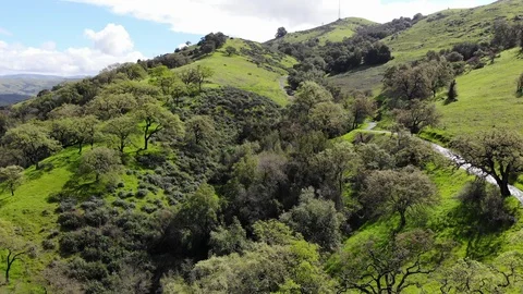 STP9_Going towards a patch of trees on the side of a vivid green hill. Video stock 118854500