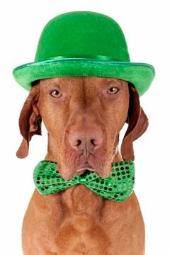 St.patrick's day dog Stock Photos