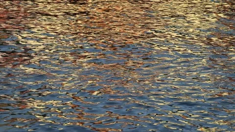 Stract nature. Golden sunlight water reflection of house. Shark catfish swim. Video stock 112928811