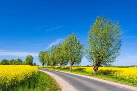 Strae mit Bumen an einem blhendem Rapsfeld bei Sildemow Stock Photos