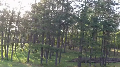 Strafing Treeline 動画素材 37727109