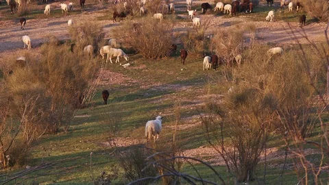 The straggler of the flock. sheep runs toward the rest of the herd Stock Footage 100987550
