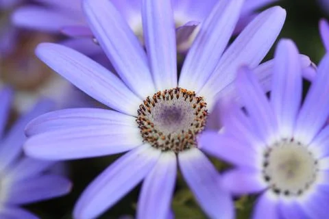 Strahlend Stock Photos