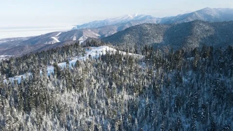 Straight up above the pine trees and a ski resort Stockbeeldmateriaal 148723093