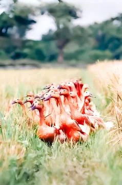 Straight angle view. A charming line of ducks in paddy fields Stock Photos