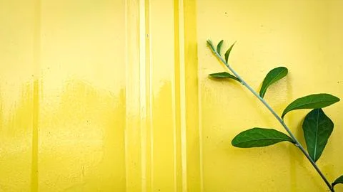 Straight Angle View of Yellow Background with A Greeny Plant Stem. Stock Photos