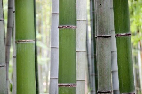 The Straight Bamboo Stems Stock Photos