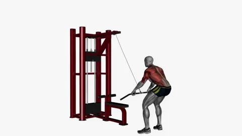Straight bar cable pull down  fitness exercise workout animation male muscle hig Vidéo 243984600