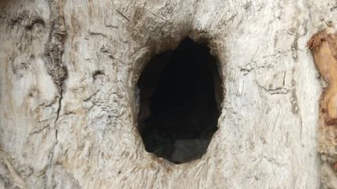 Straight on close up deep dark round hollow opening light tree trunk 写真素材