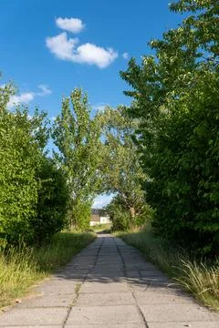 Straight concrete path leading through a park surrounded by dense green shrubs Photos