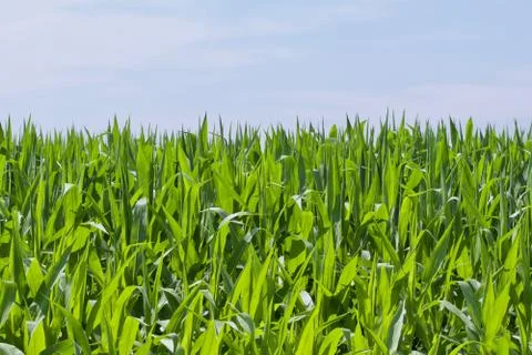 Straight Up Corn Stock Photos