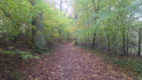 Straight Dirt Path Covered In Fallen Leaves Deep In Green Forest Stock Footage 348166020