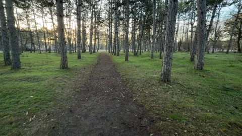 Straight Dirt Path Cuts Through Slender Pine Trees in Vorontsov Park Salgirka Stock Footage 331057788