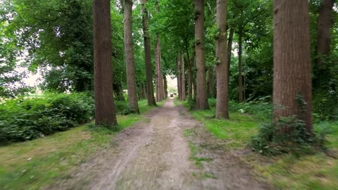 Straight dirt path through a forest of tall, evenly spaced trees, forming Stock Footage 317542458