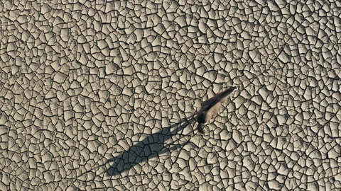 Straight down aerial close-up view of a Gemsbok Oryx standing on dry cracked mud Stock Footage 155708380