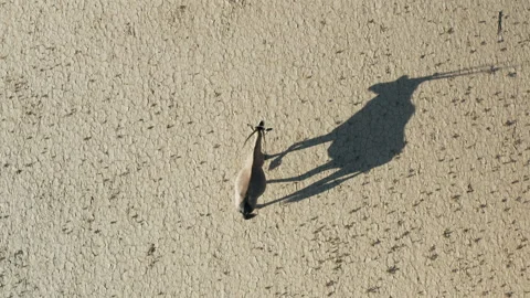 Straight down aerial close-up view of a Gemsbok Oryx walking on dry mud Stock Footage 155708940
