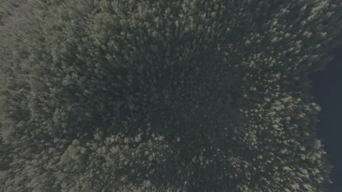 Straight-down aerial over dense conifer canopy Stock Footage 344092475