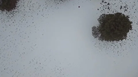 Straight down aerial of pine trees in snow Stock Footage 103372737