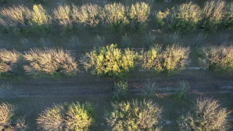 Straight down aerial of rows of Pecan trees in Autumn Stock Footage 221775187