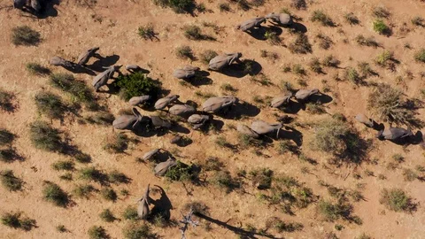 Straight down aerial view of a breeding herd of elephants with young calves Video stock 112623569