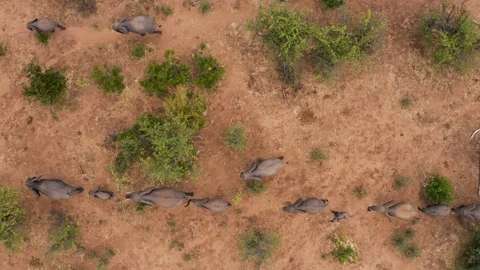 Straight down aerial view of a breeding herd of elephants with young calves Stock Footage 112624637
