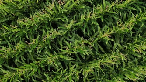 Straight down aerial view of corn field Video stock 138173755