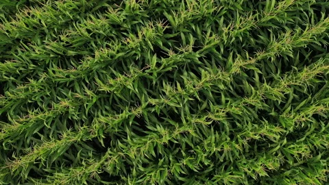 Straight down aerial view of corn field Vidéo 138174678